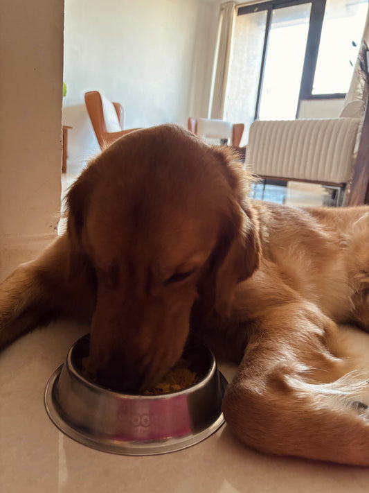 The Indian Kitchen Is Full of Love, and a Few Hidden Dangers for Your Dog